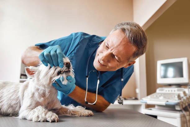 Best Emergency Tooth Extraction in Parma, ID